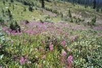 Fireweed